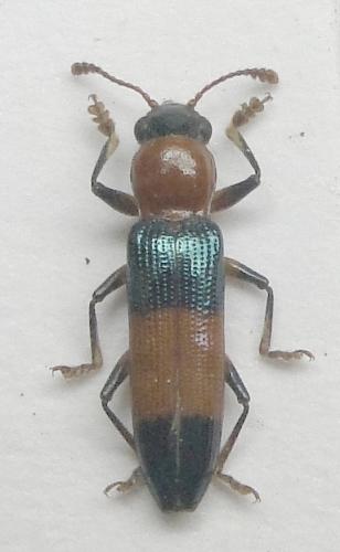 Réf. 221 633 : Languriinae inconnu